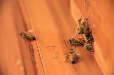 Hive to Table Salish Lodge