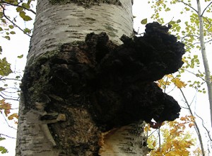 Wild black chaga mushroom