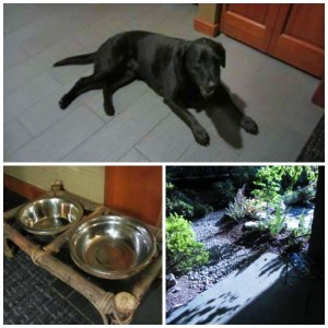 Salish Lodge & Spa Pet Friendly