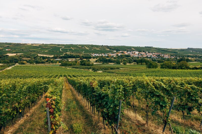German vineyards Riesling